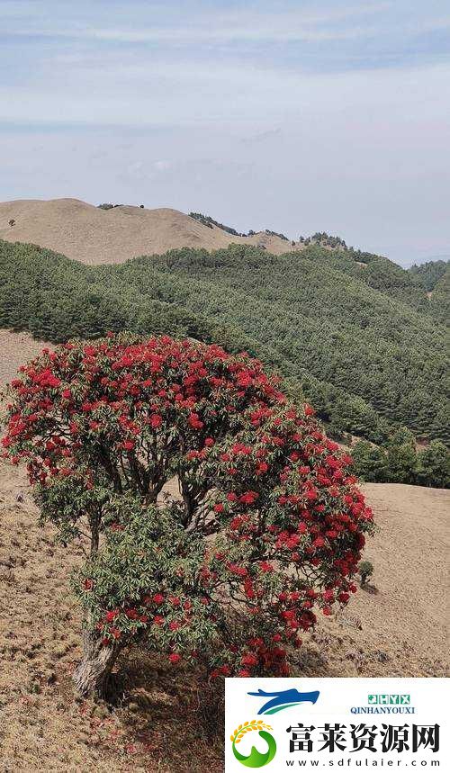 野花高清完整版免費(fèi)觀看視頻大全：暢享精彩大片軟件教程玩法