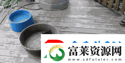 求貓咪最新地域名：探索貓咪地域分布新動(dòng)態(tài)