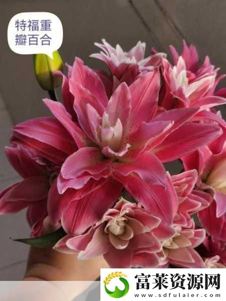 桃源秘境綻放百合-解鎖自然清新配色秘籍軟件教程玩法