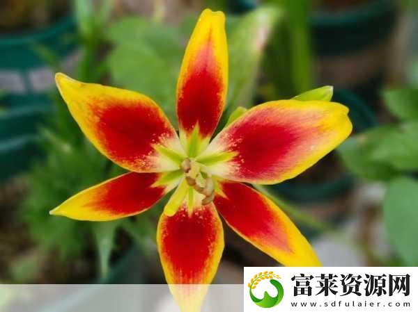桃源秘境綻放百合