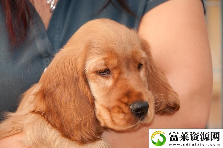 ZoomZookeeper狗：數(shù)字時(shí)代的寵物管理新寵