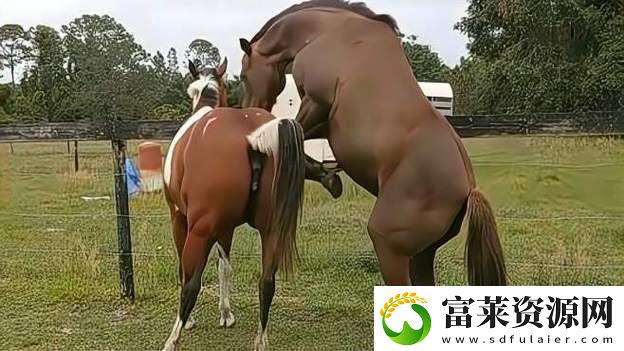 美國公馬配女人最佳答案：人與馬的情感紐帶